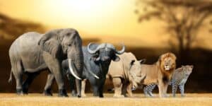 Reisebericht Maasai Mara Big5