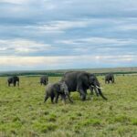Reisebericht Maasai Mara_Elefanten