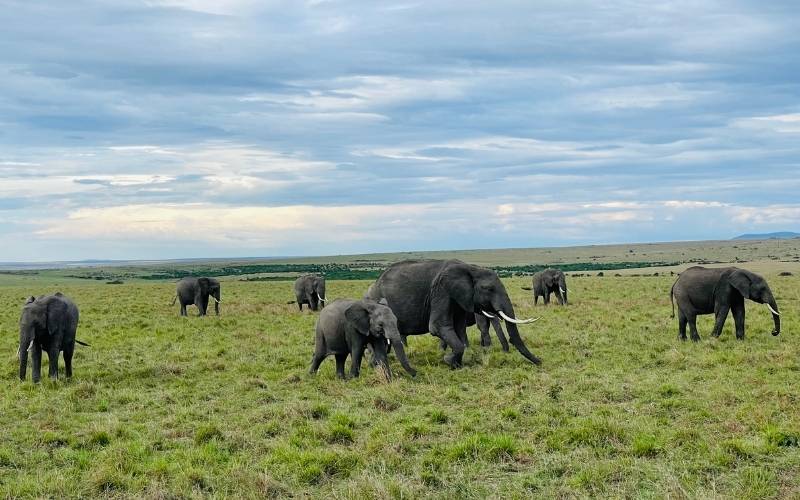Reisebericht Maasai Mara_Elefanten